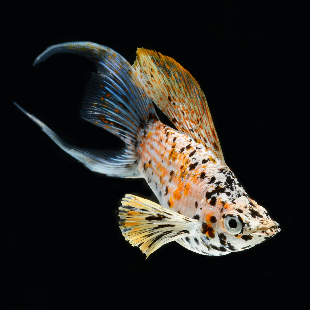 Calico Balloon Molly (Poecilia sphenops)