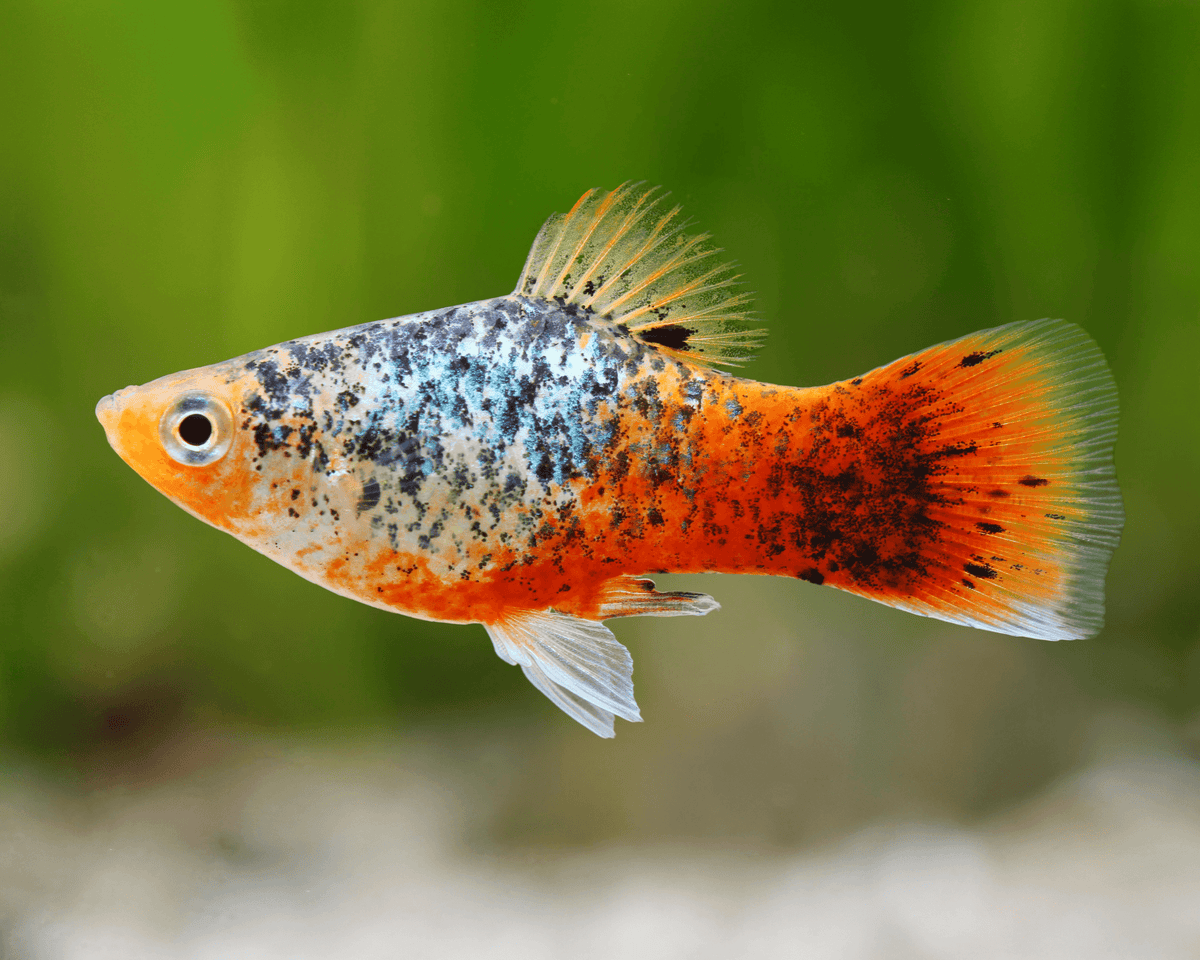 Calico Blue Platy (Xiphophorus maculatus)