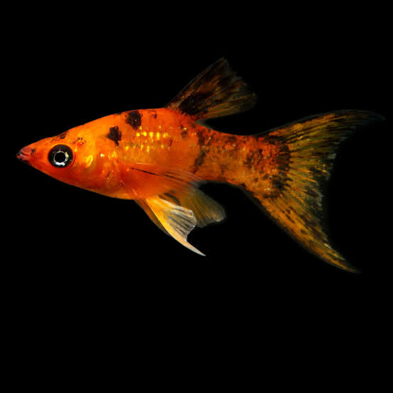 Calico Longfin Molly (Poecilia sphenops)