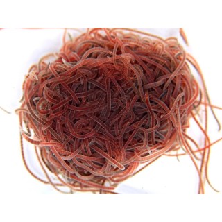 California Blackworms (Lumbriculus variegatus)