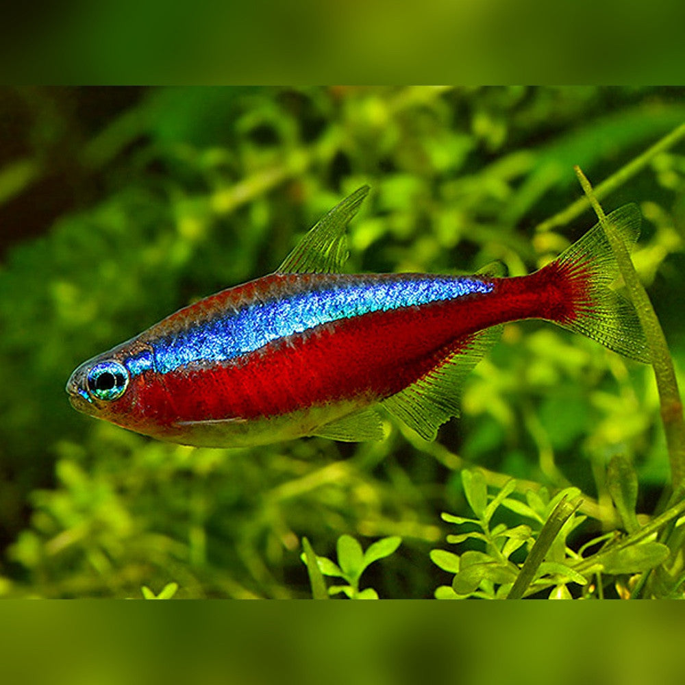 Cardinal Tetra (Paracheirodon Axelrodi) Large