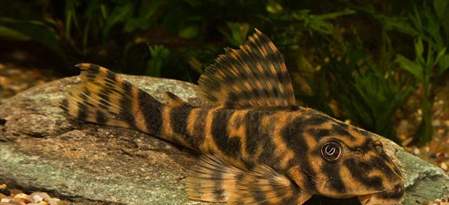 Clown Pleco (Peckoltia vittata)