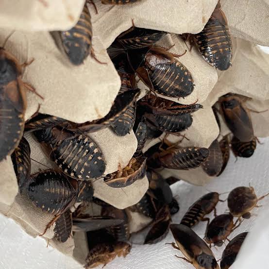 Cockroaches (Blaptica dubia) – 10 Pieces