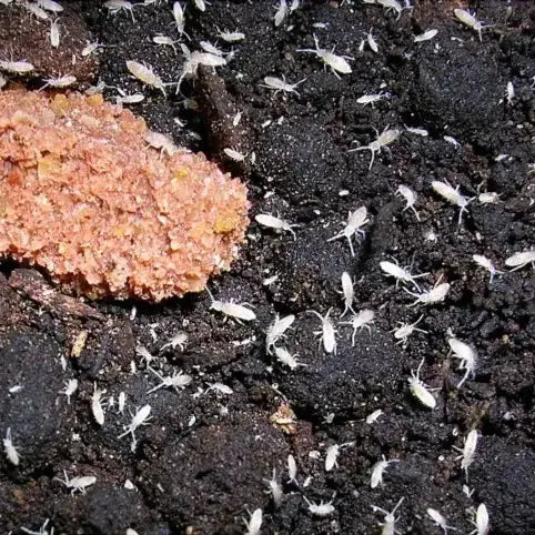 Collembola Springtail Culture (Box)