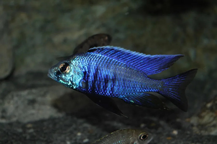 Azureus Cichlid "Chryso" (Copadichromis Azureus)