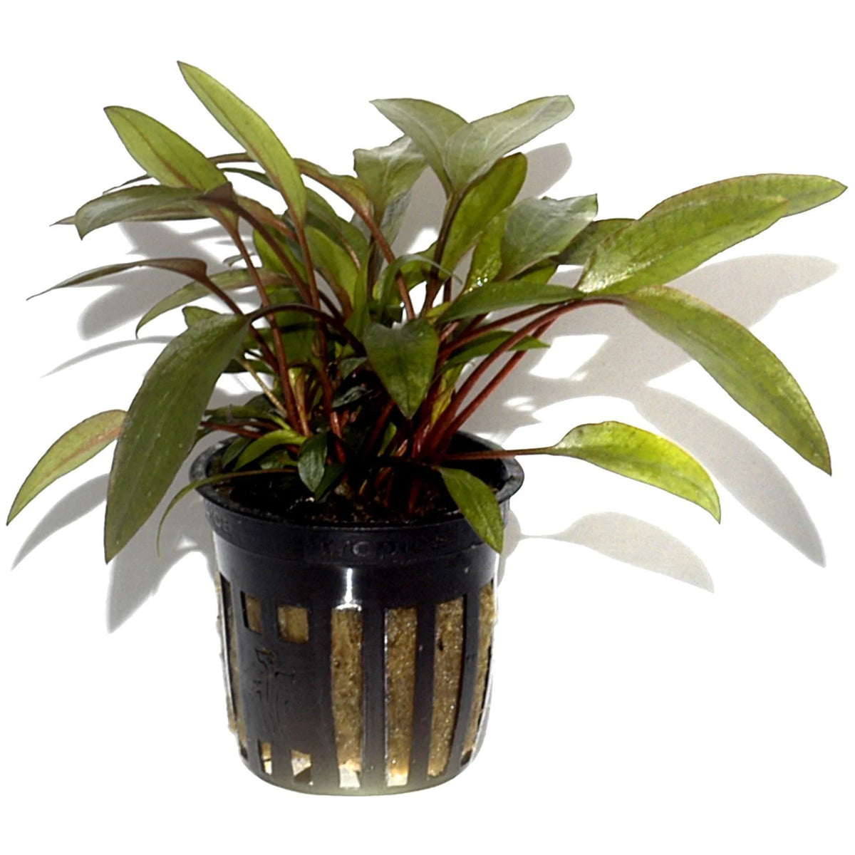 Cryptocoryne beckettii