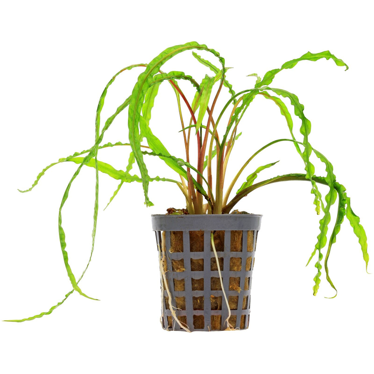 Cryptocoryne crispatula var. balansae