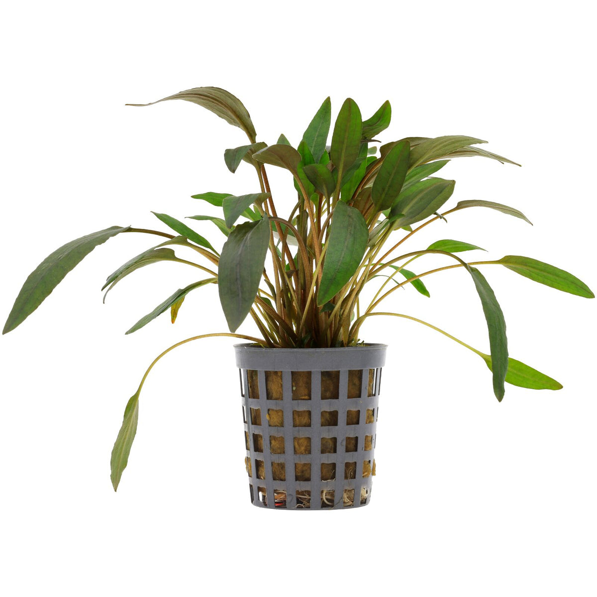 Cryptocoryne wendtii 'Borwn'