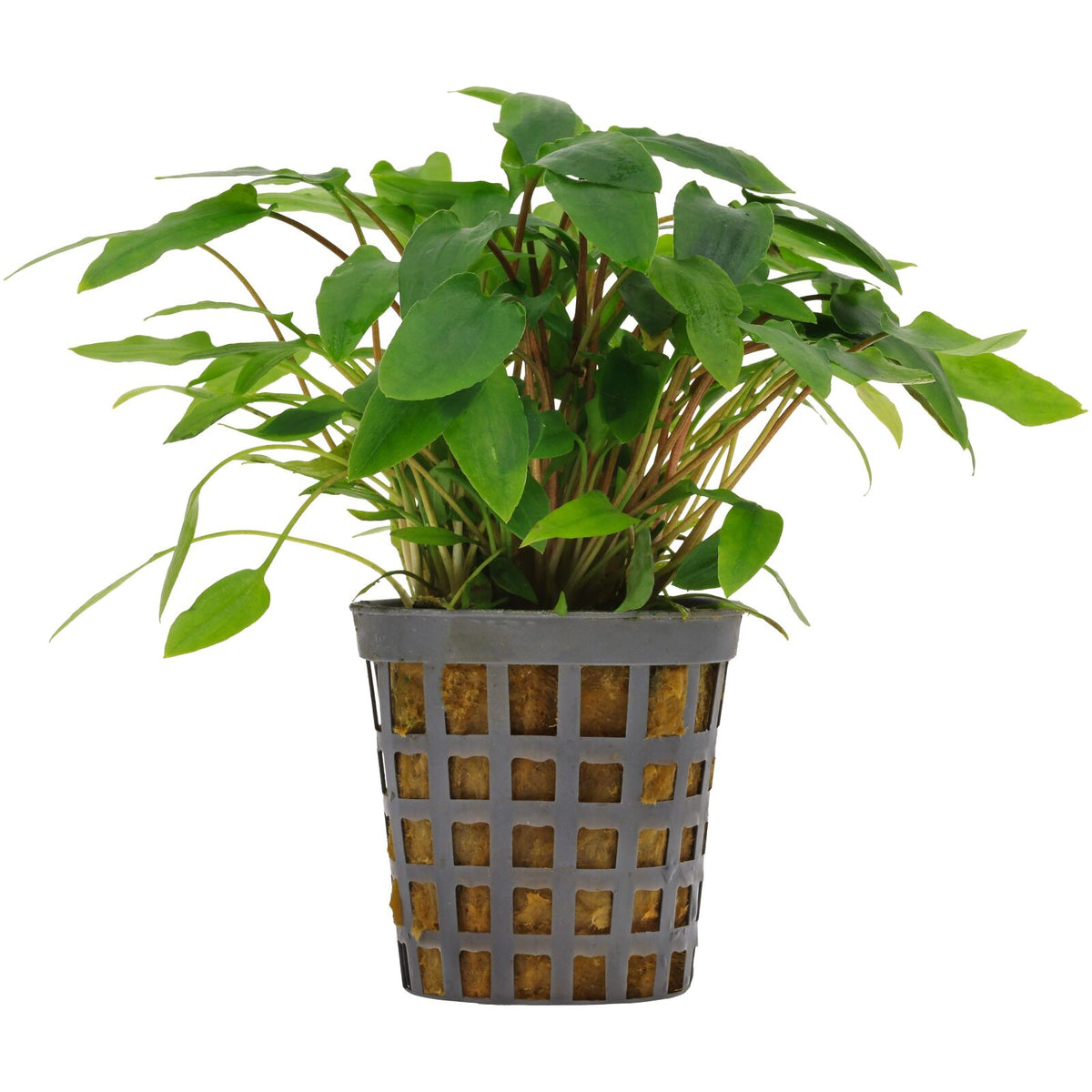 Cryptocoryne wendtii 'Green'