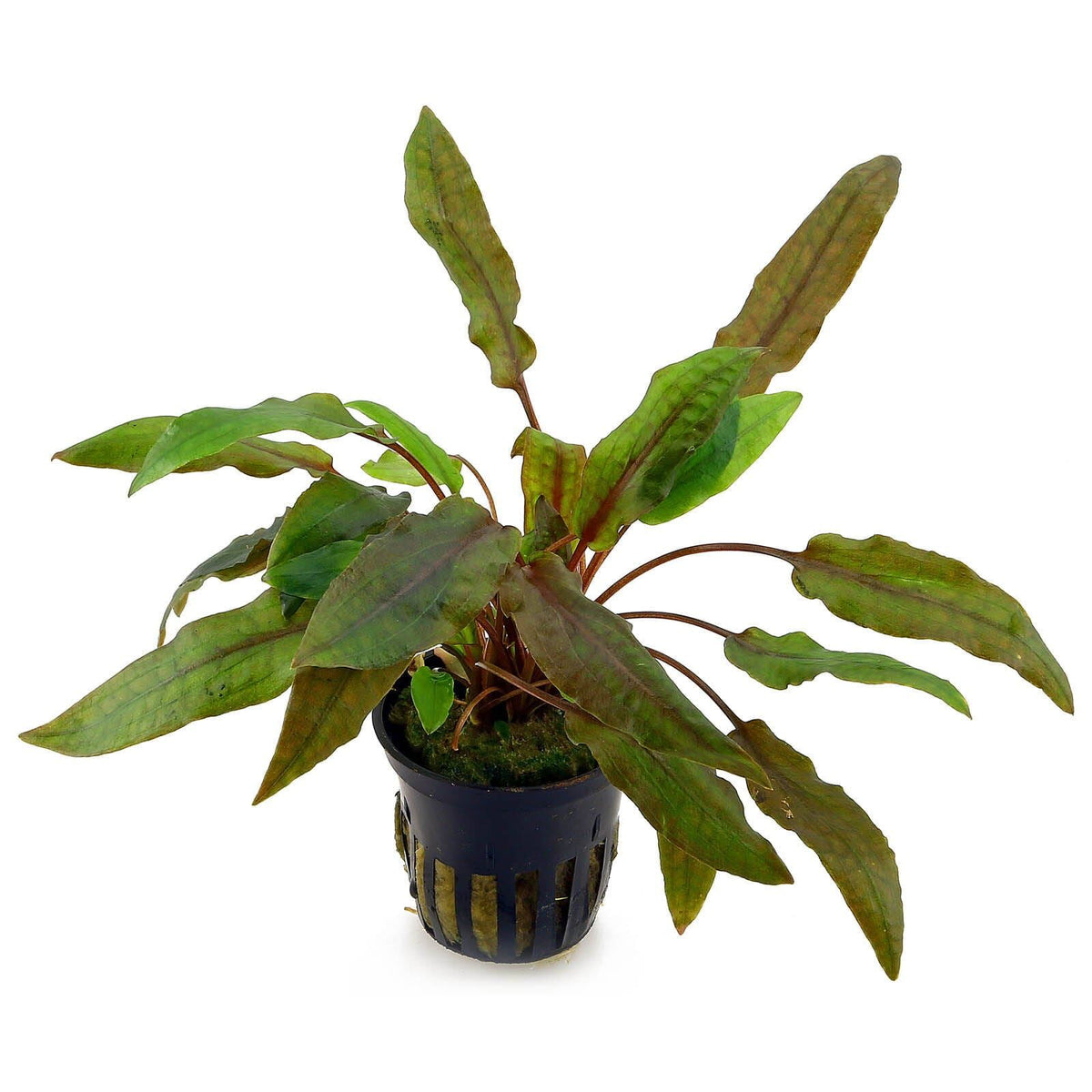Cryptocoryne wendtii 'Mi Oya'