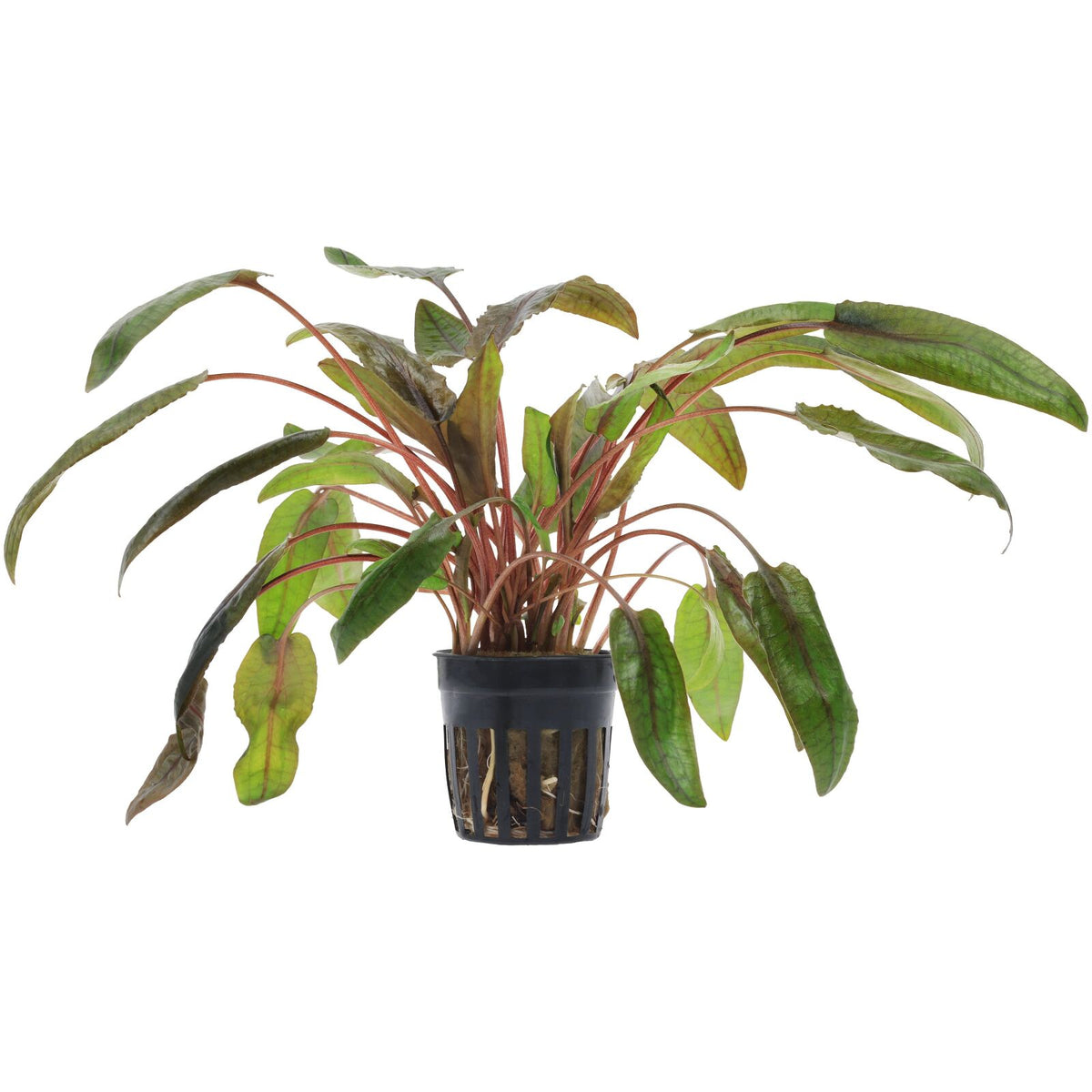 Cryptocoryne wendtii 'Tropica'