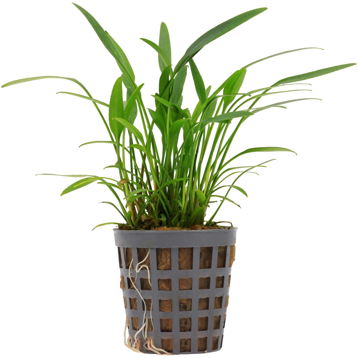 Cryptocoryne x willisii 'Lucens'