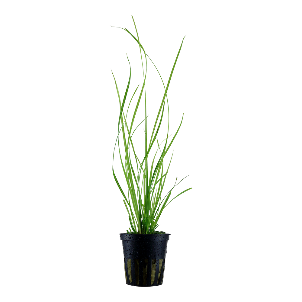 Cyperus helferi