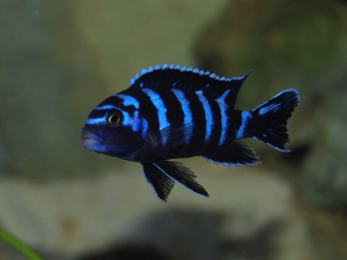 Demasoni Cichlid (Pseudotropheus demasoni)