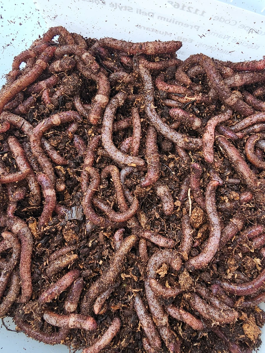 Dendrobaena Dew Worms