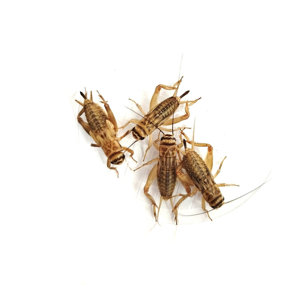 Domesticus Crickets - Bulk Cylinder