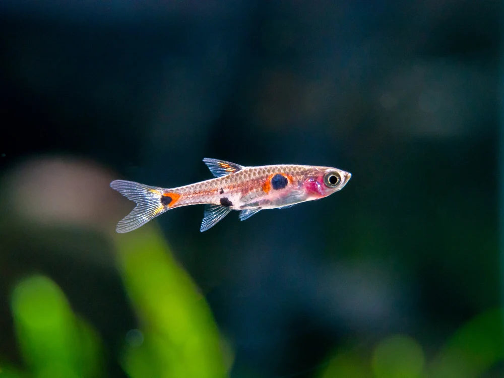 Dwarf Rasbora (Boraras maculatus)