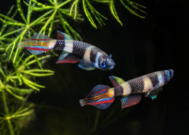 Clown Killifish / Banded Panchax (Epiplatys annulatus)