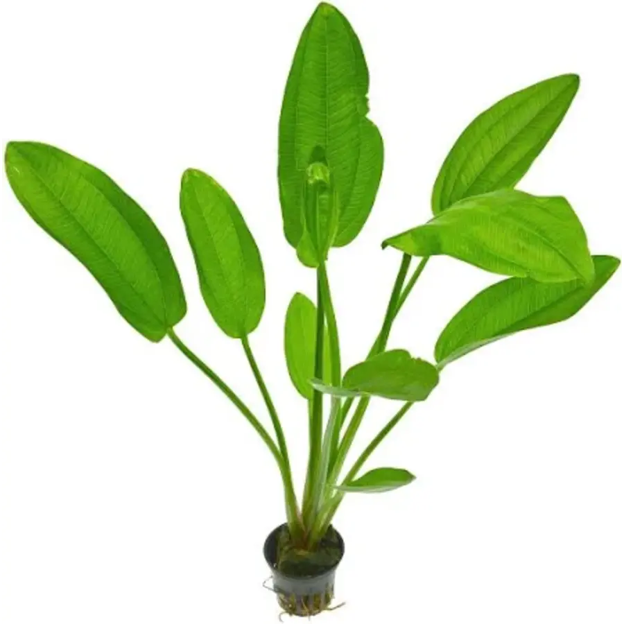 Echinodorus 'Indian Red'