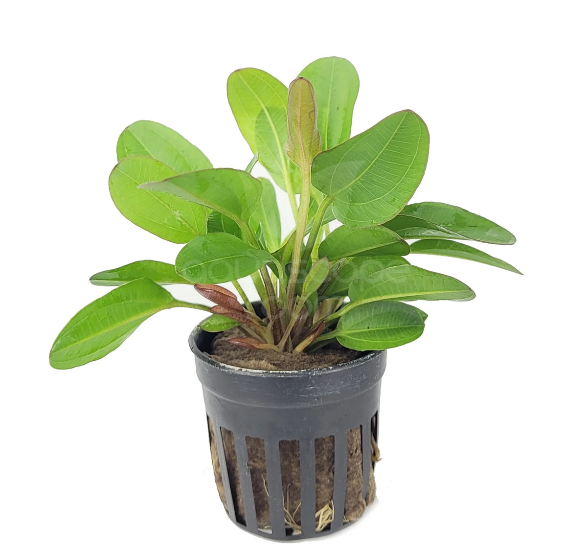 Echinodorus 'Little bear'