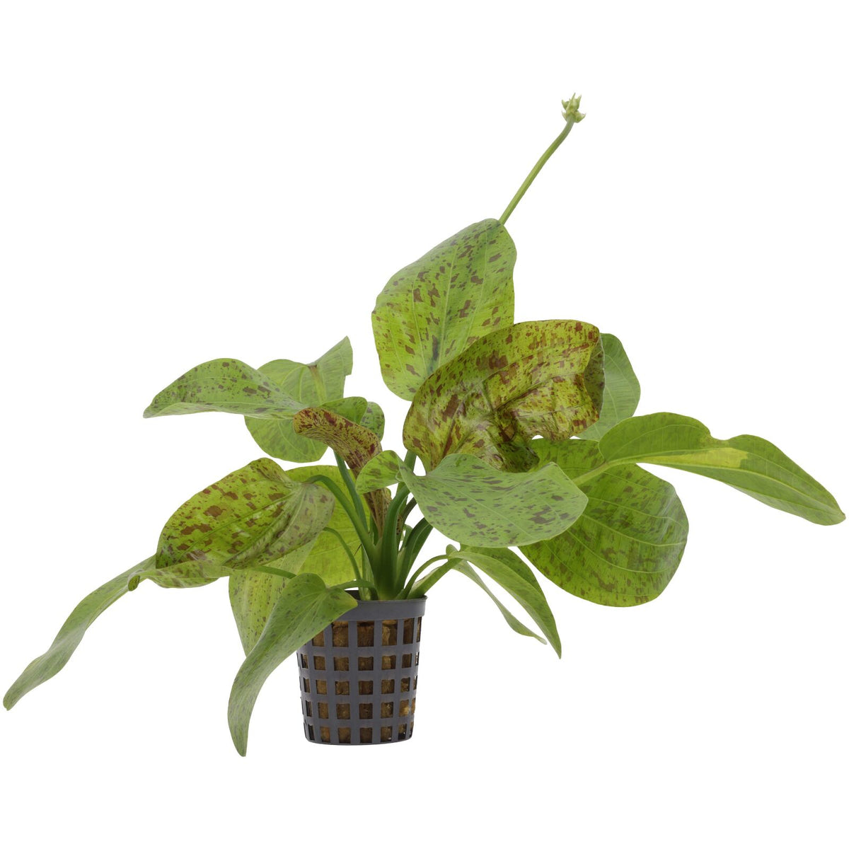 Echinodorus 'Ozelot Green'