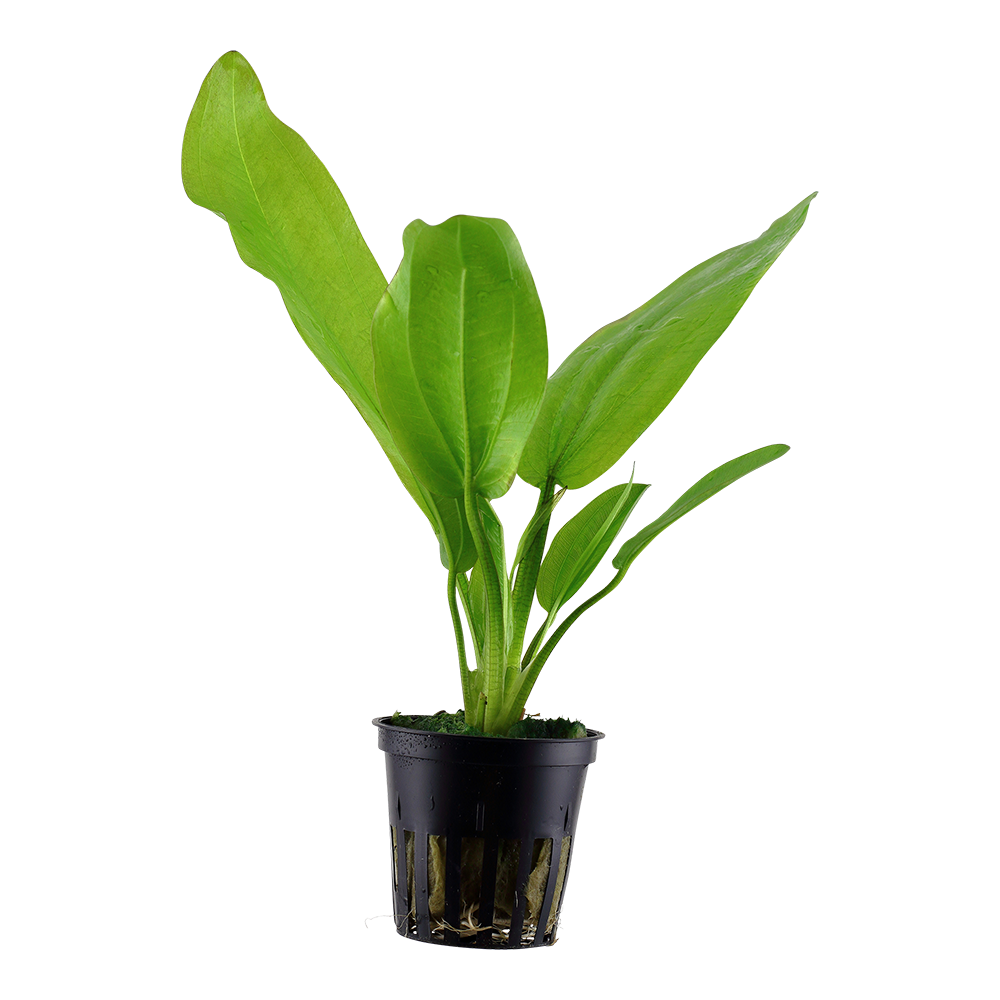 Echinodorus cordifolius