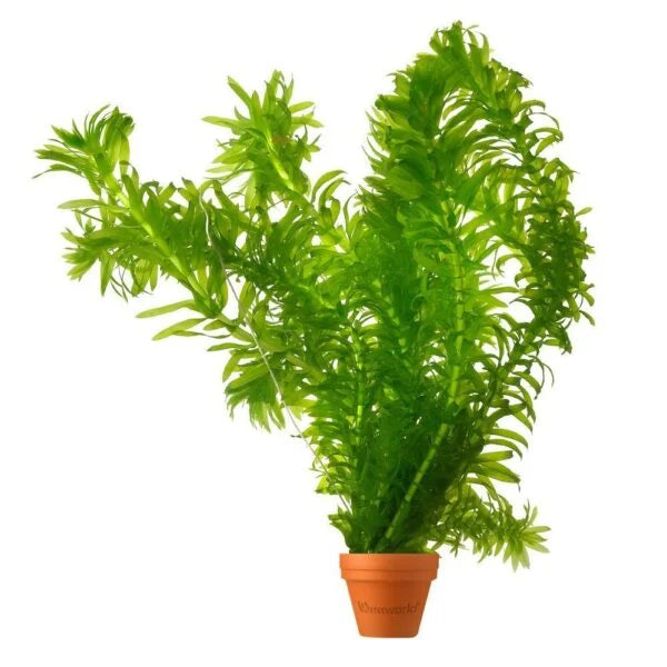 Elodea canadensis