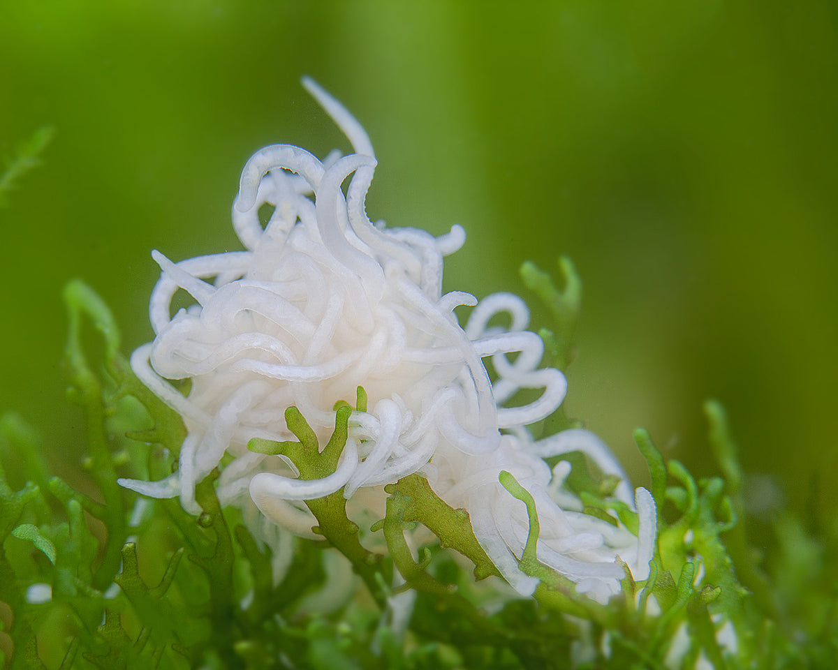 White Worms (Enchytraeus cf. albidus)