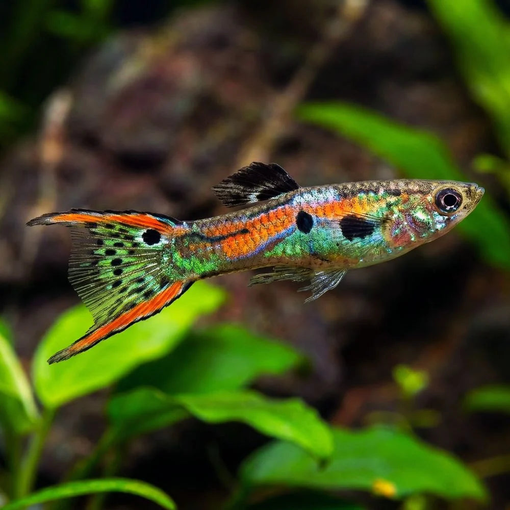 Endler Guppy (Poecilia wingei)