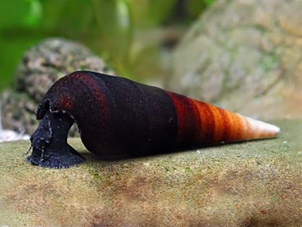 Bicolor Lava "Black Devil" Snail (Faunus ater var. "Bicolor")