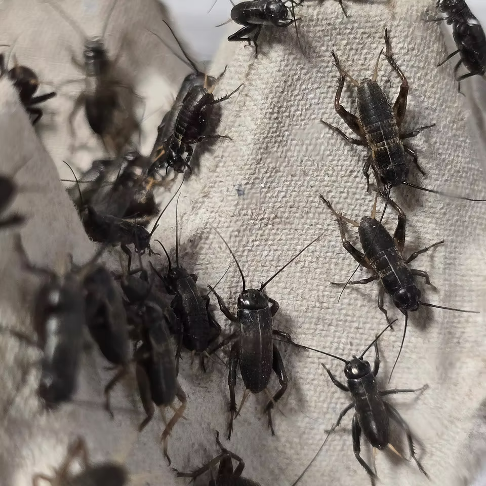 Field Cricket (Gryllus assimilis / Acheta domesticus)