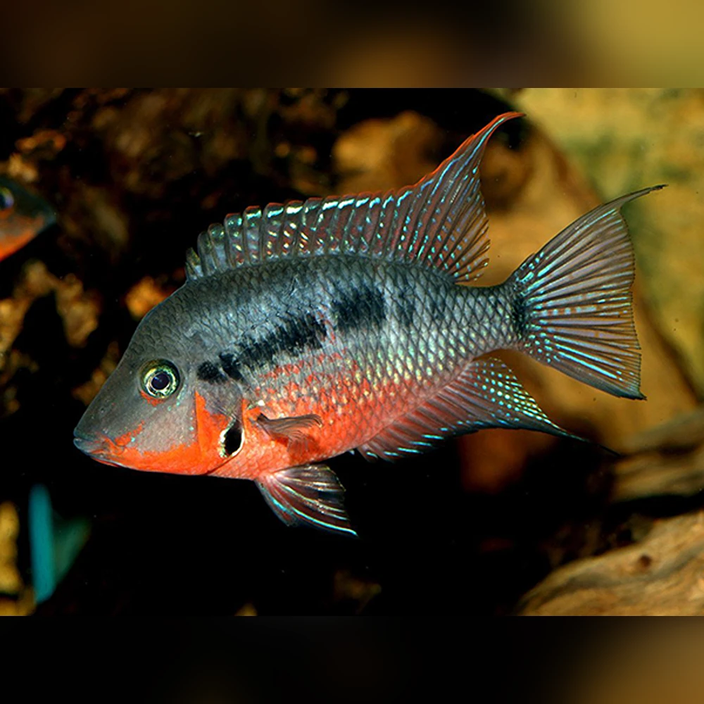 Firemouth Cichlid (Thorichthys meeki)