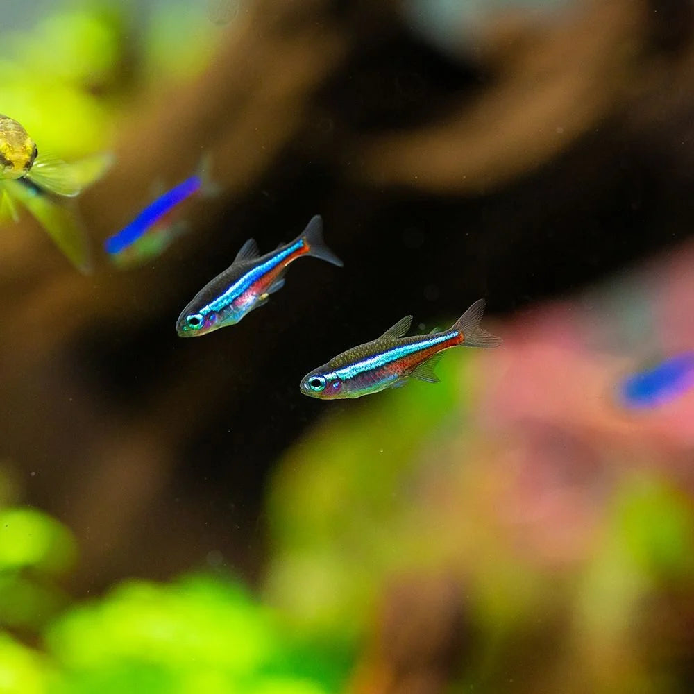 Green Neon Tetra (Paracheirodon simulans)