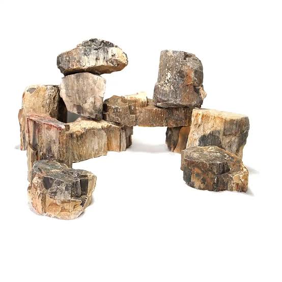 Fossilized Wood
