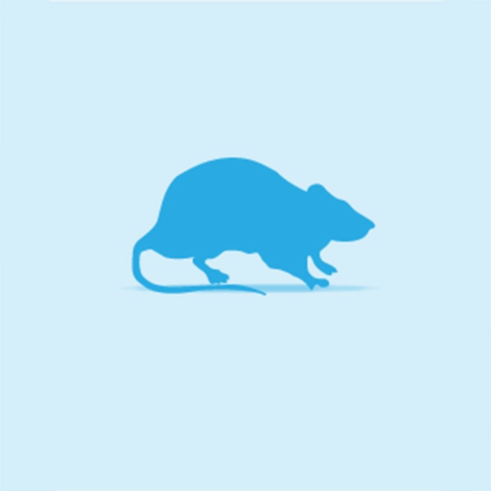 Frozen Rat Weaners – EcoPack