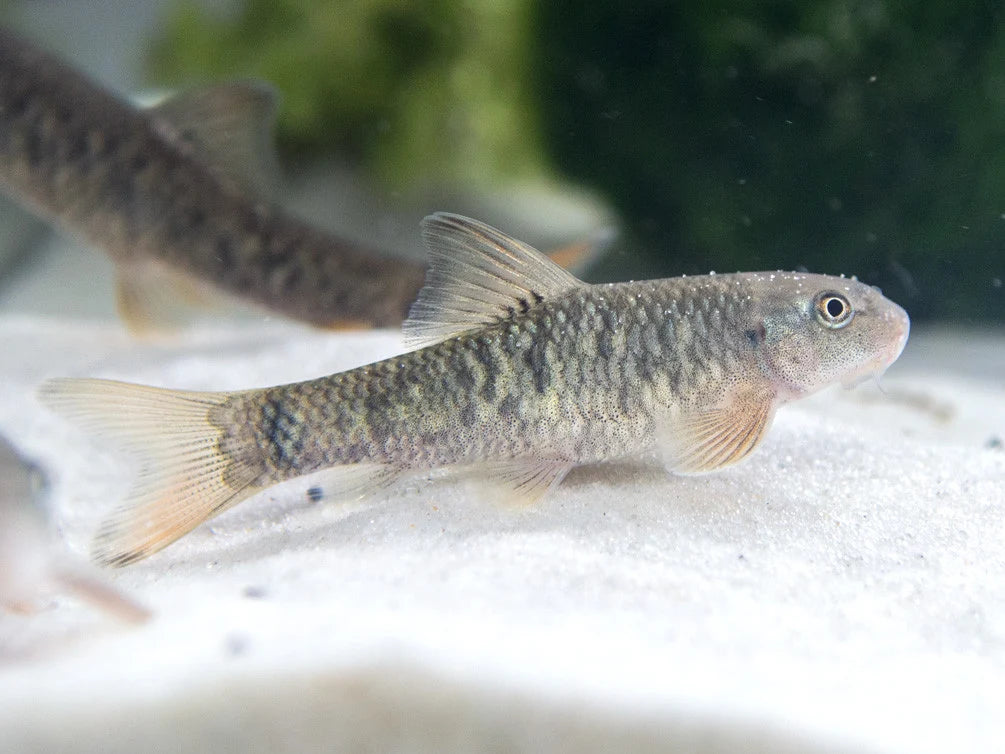 Red Sidle (Garra rufa)