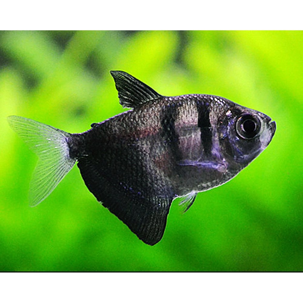 Black Widow Tetra (Gymnocorymbus ternetzi)