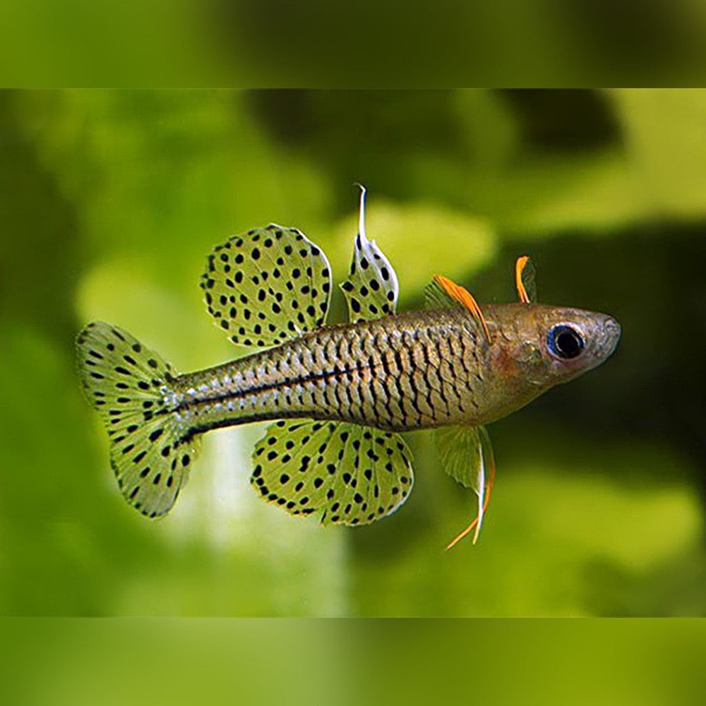 Gertrude’s Blue Eye Rainbowfish (Pseudomugil gertrudae)