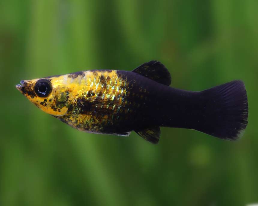 Gold Dust Tuxedo Molly (Poecilia sphenops)