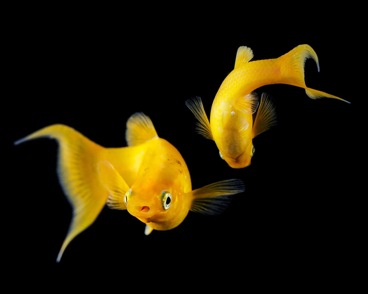 Gold Molly (Poecilia sphenops)