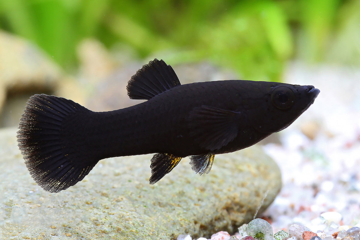 Black Molly (Poecilia Sphenops)