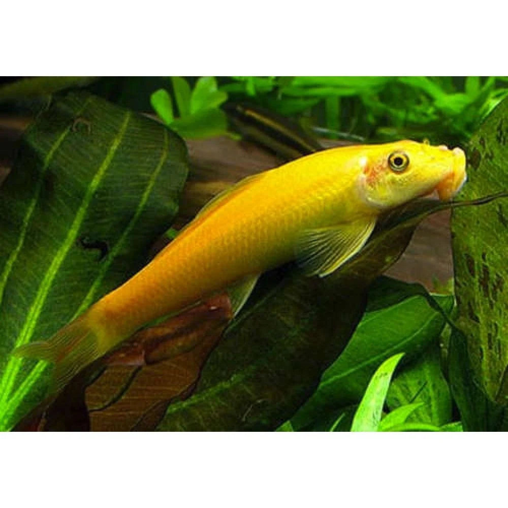 Golden Chinese Algae Eater (Gyrinocheilus aymonieri)
