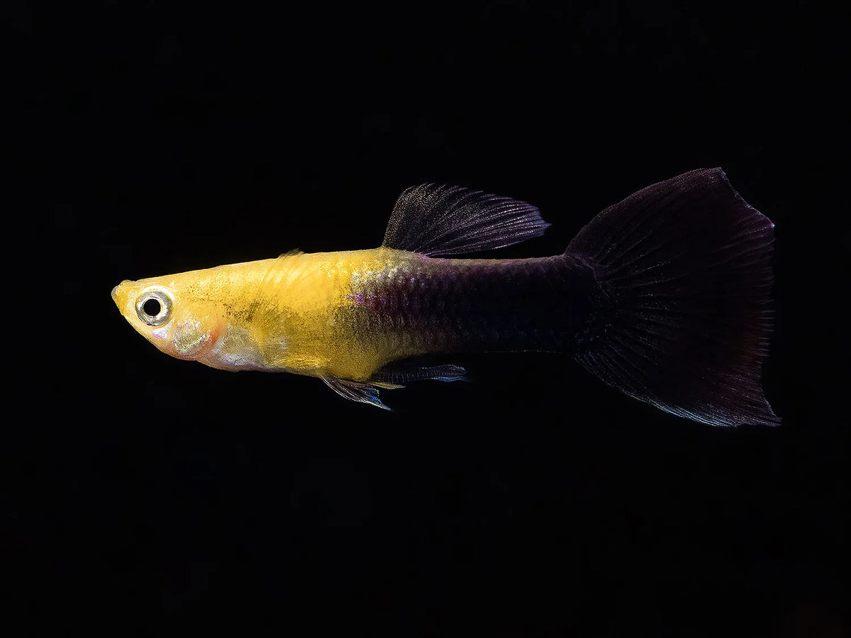 Goldhead Black Guppy (Poecilia reticulata) Male