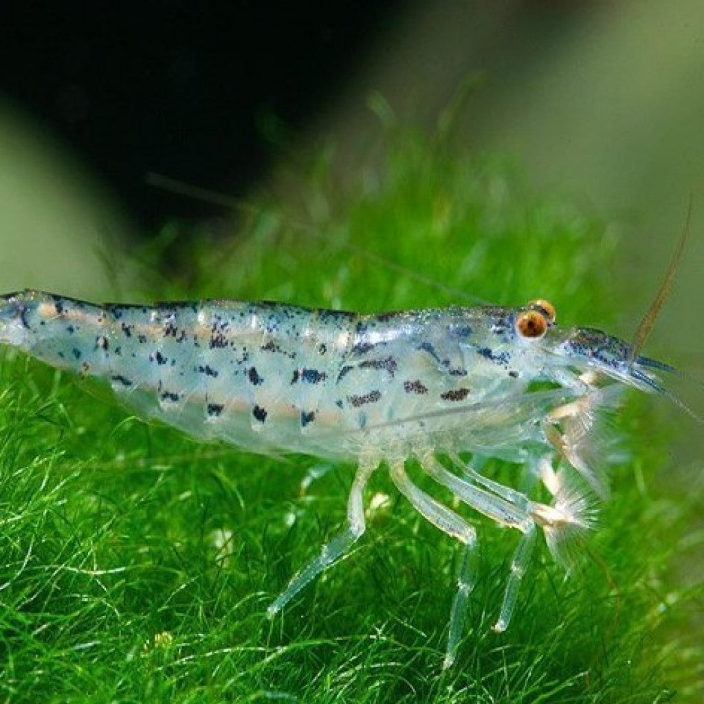 Green Lace Filter Shrimp (Atyoida pilipes)