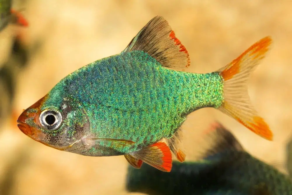 Green Tiger Barb ( Puntius semifasciolatus )