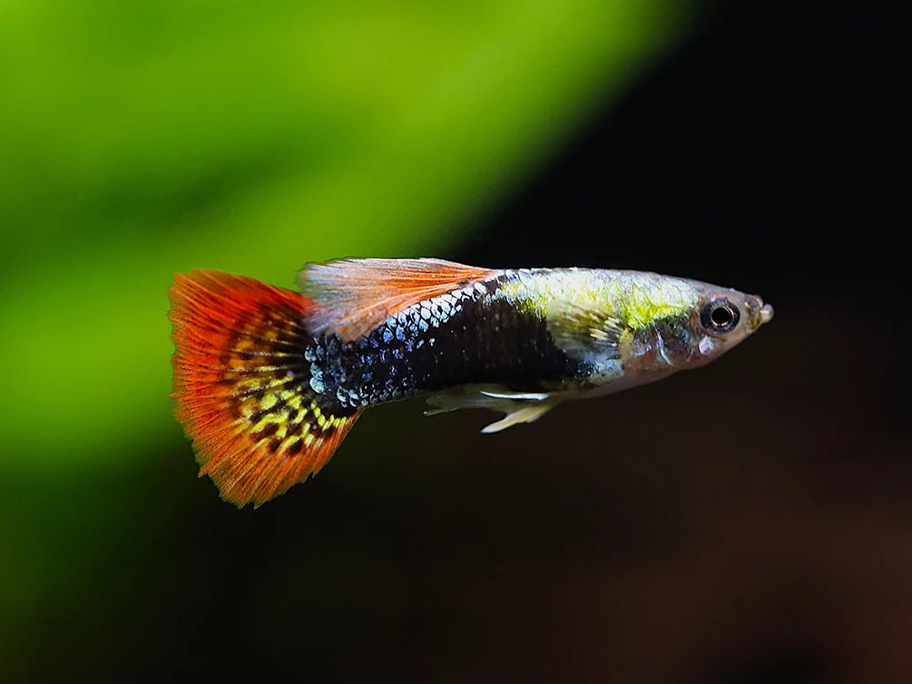Guppy Red Mozaik (Poecilia reticulata)