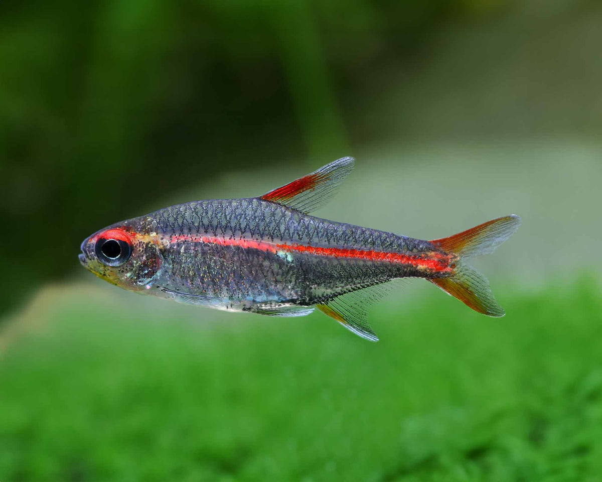 Glowlight Tetra (Hemigrammus erythrozonus)