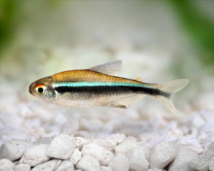 Black Neon Tetra (Hyphessobrycon herbertaxelrodi)