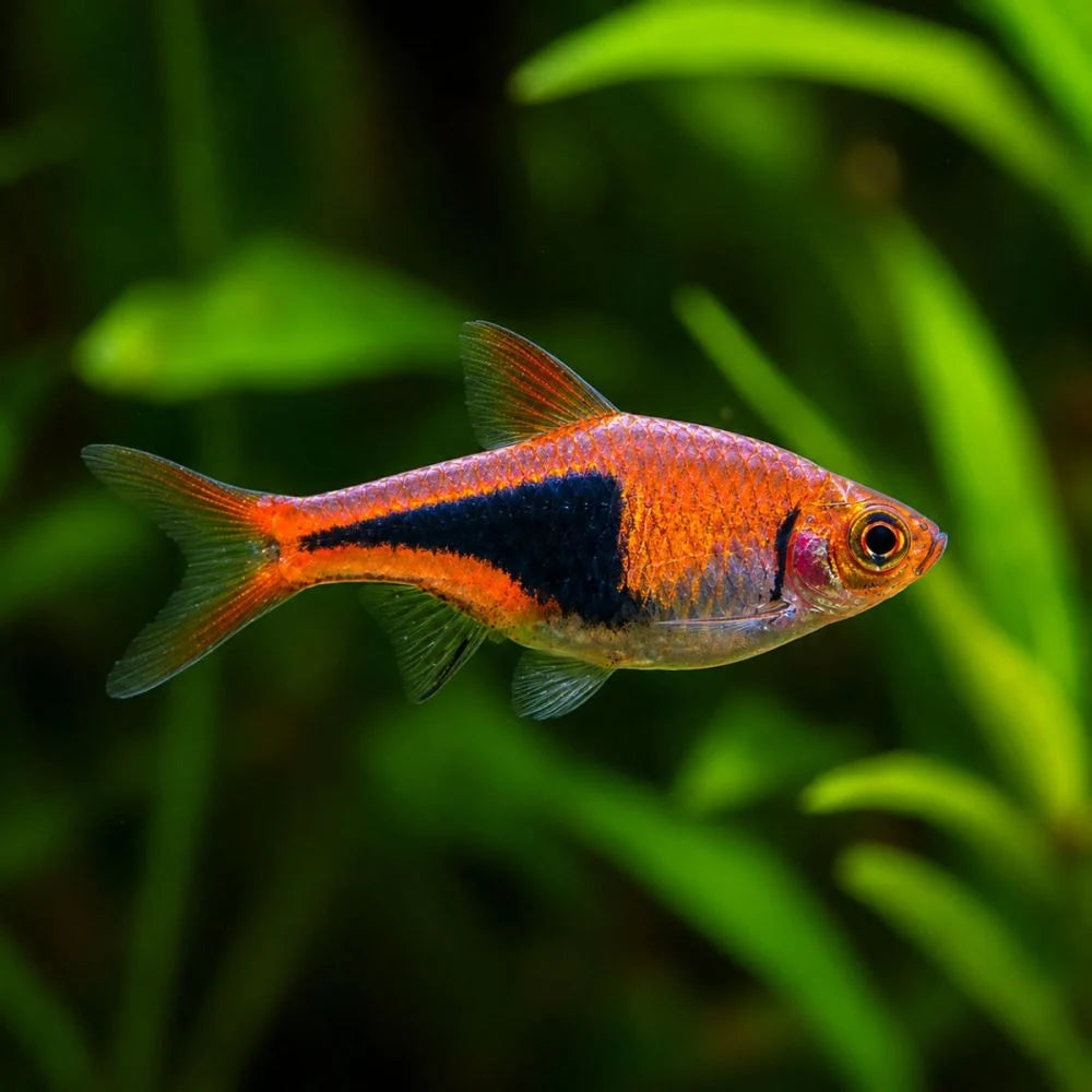 Harequin Rasbora (Trigonostigma Heteromorpha)