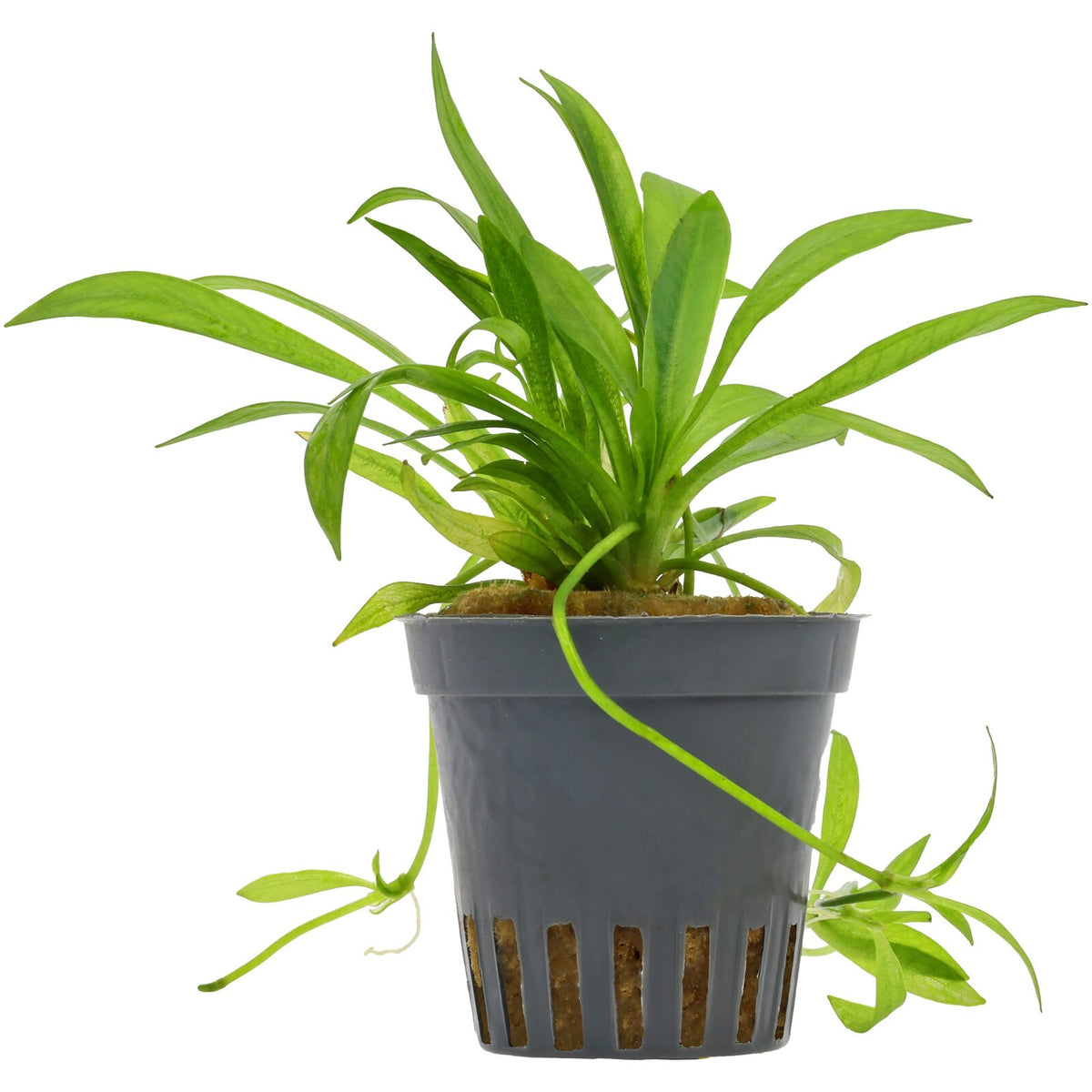 Helanthium bolivianum (Latifolius / Xingu)